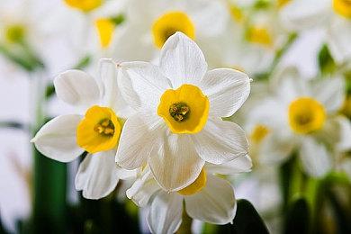 V社或正在将安卓模拟器功能集成至Steam当中